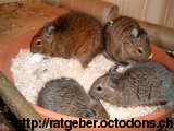 Degus im Buddeltopf