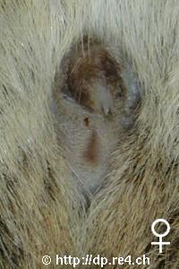 Geschlechtsteil eines weiblichen Degus
