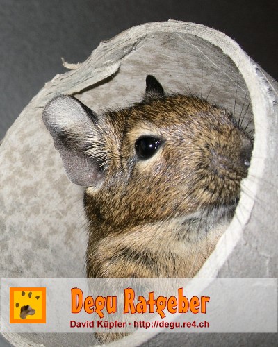 Ratgeber Titelbild