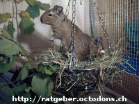 Degu in Heuschaukel