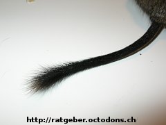 Schwanz