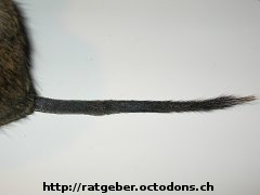 Schwanzknoten