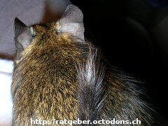 Weisse Haare