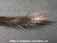 Weisse Haare
