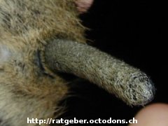 Stummelschwanz